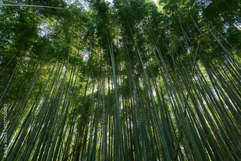 A view of a bamboo forest that glows mysteriously in the sun A view of a bamboo forest that glows mysteriously in the sun