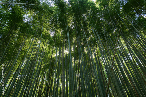 A view of a bamboo forest that glows mysteriously in the sun