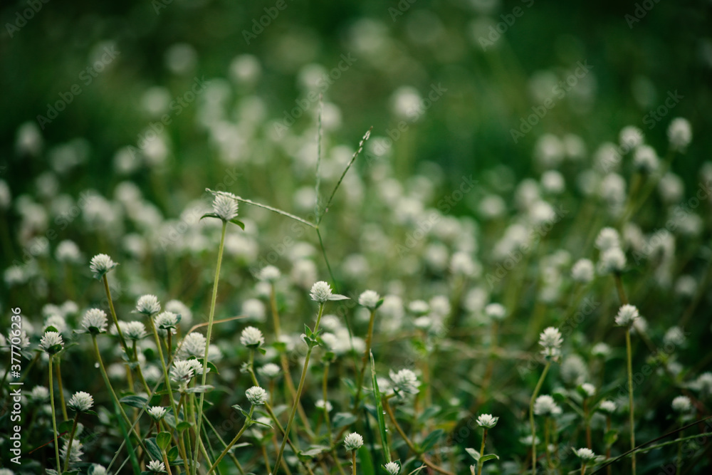 grass in the morning