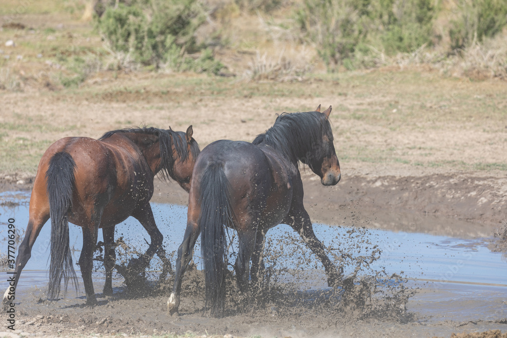 Obraz premium Wild Horses at a waterhole in the Utah desert