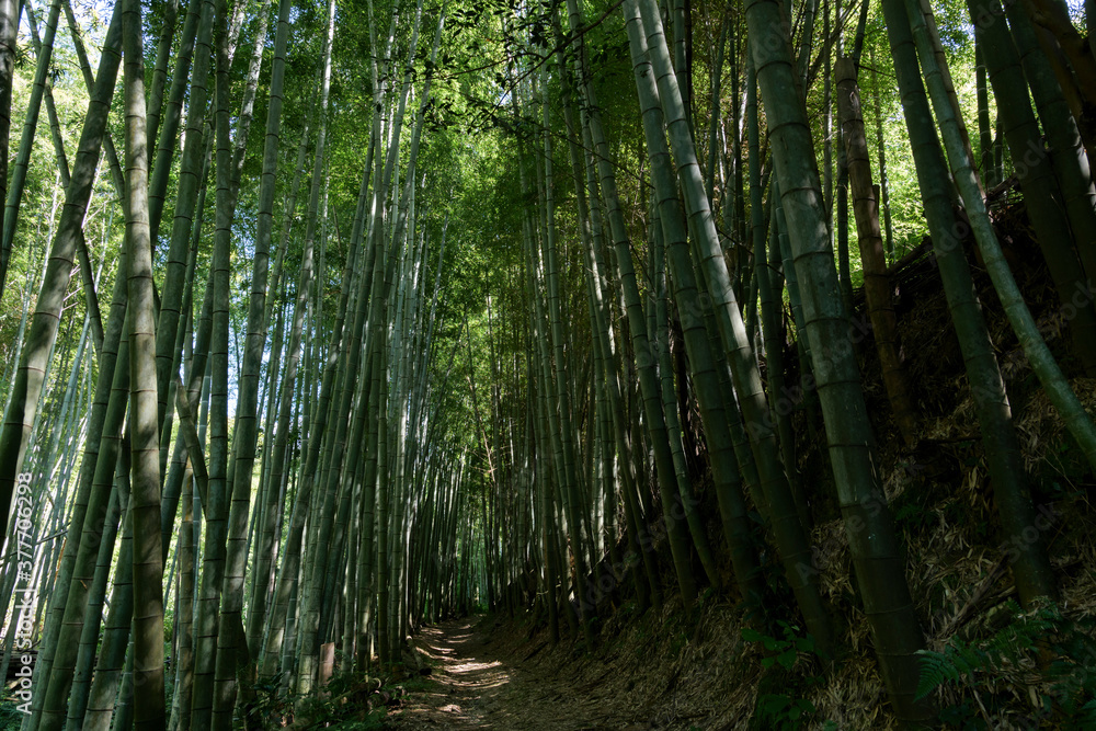 A deserted forest road deep in the mountains of Kyoto A deserted forest road deep in the mountains of Kyoto