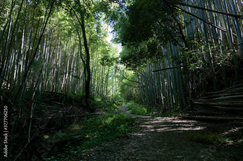 A deserted forest road deep in the mountains of Kyoto