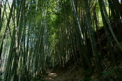 A deserted forest road deep in the mountains of Kyoto