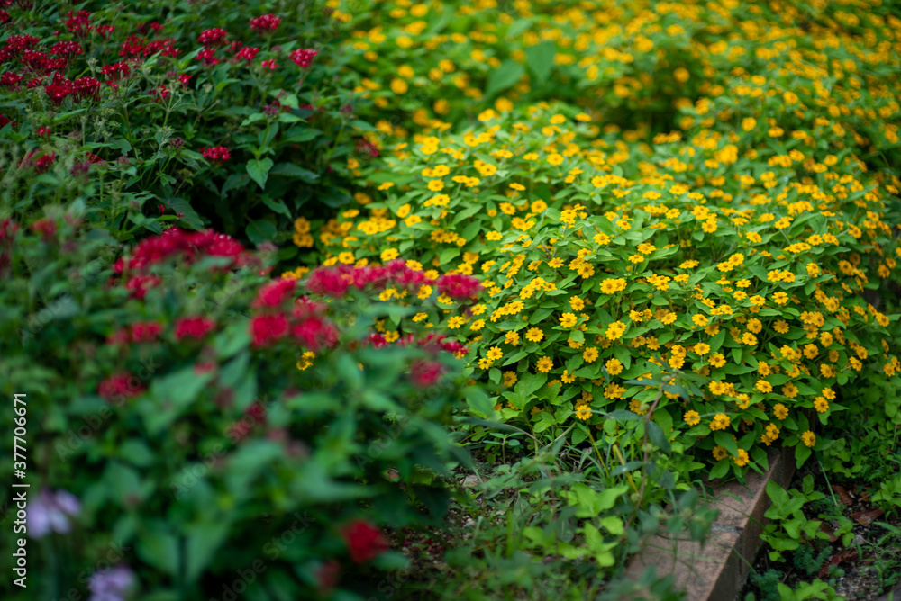 flowers in the garden flowers in the garden