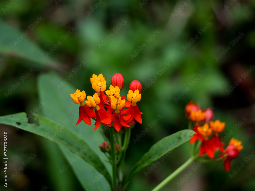 Mixed color flowers of a wild of a wild bush, selective focus Mixed color flowers of a wild of a wild bush, selective focus