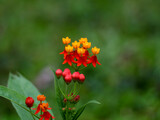 Mixed color flowers of a wild of a wild bush, selective focus