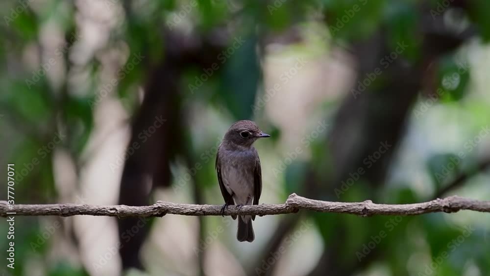 The Asian Brown Flycatcher is a small passerine bird breeding in Japan, Himalayas, and Siberia; migratory and winters in Thailand, it likes to eat insects. The Asian Brown Flycatcher is a small passerine bird breeding in Japan, Himalayas, and Siberia; migratory and winters in Thailand, it likes to eat insects.