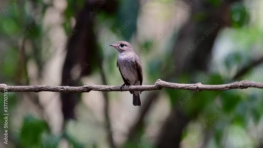 The Asian Brown Flycatcher is a small passerine bird breeding in Japan, Himalayas, and Siberia; migratory and winters in Thailand, it likes to eat insects. The Asian Brown Flycatcher is a small passerine bird breeding in Japan, Himalayas, and Siberia; migratory and winters in Thailand, it likes to eat insects.
