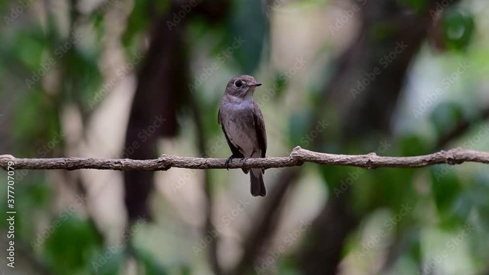 The Asian Brown Flycatcher is a small passerine bird breeding in Japan, Himalayas, and Siberia; migratory and winters in Thailand, it likes to eat insects. The Asian Brown Flycatcher is a small passerine bird breeding in Japan, Himalayas, and Siberia; migratory and winters in Thailand, it likes to eat insects.