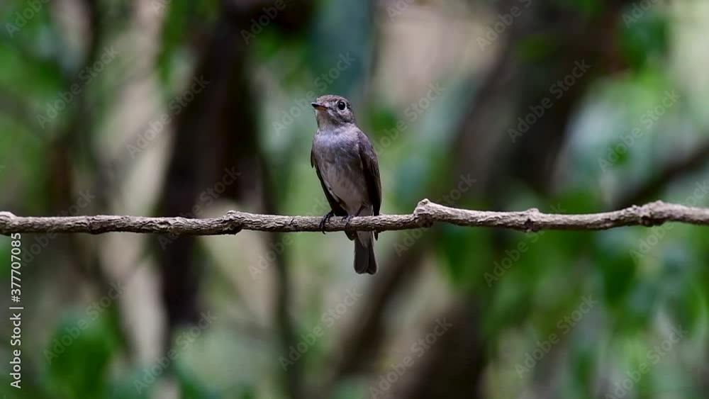 The Asian Brown Flycatcher is a small passerine bird breeding in Japan, Himalayas, and Siberia; migratory and winters in Thailand, it likes to eat insects. The Asian Brown Flycatcher is a small passerine bird breeding in Japan, Himalayas, and Siberia; migratory and winters in Thailand, it likes to eat insects.