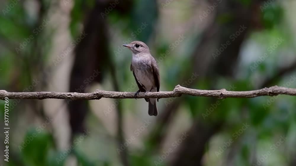 The Asian Brown Flycatcher is a small passerine bird breeding in Japan, Himalayas, and Siberia; migratory and winters in Thailand, it likes to eat insects. The Asian Brown Flycatcher is a small passerine bird breeding in Japan, Himalayas, and Siberia; migratory and winters in Thailand, it likes to eat insects.