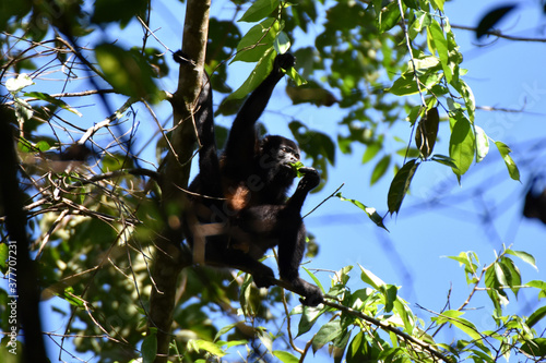 Mantled howler near Sirena Ranger Station in Corcovado National Park  Costa Rica