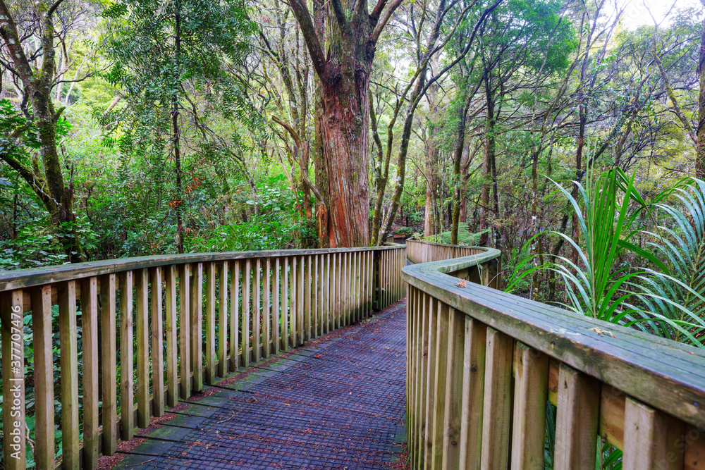 New Zealand forest