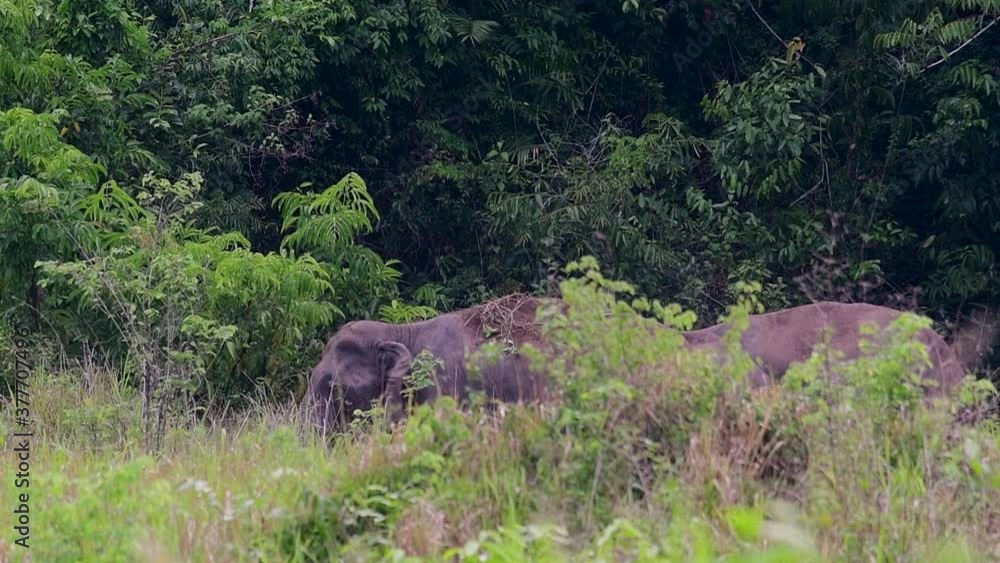 The Asiatic Elephants are endangered species and they are also residents of Thailand; at the national parks they are well protected and that can be seen at the right timing during the day and season. The Asiatic Elephants are endangered species and they are also residents of Thailand; at the national parks they are well protected and that can be seen at the right timing during the day and season.