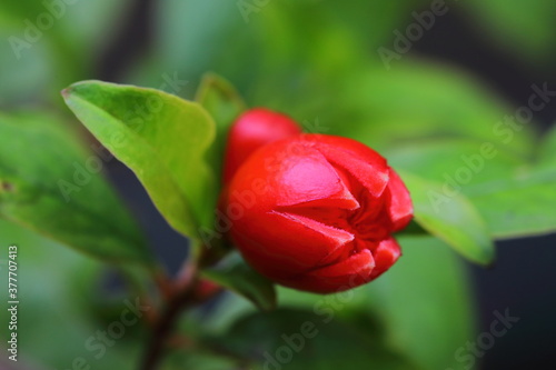 Closeup before flowers of Pomegranate tree in the rainy season 