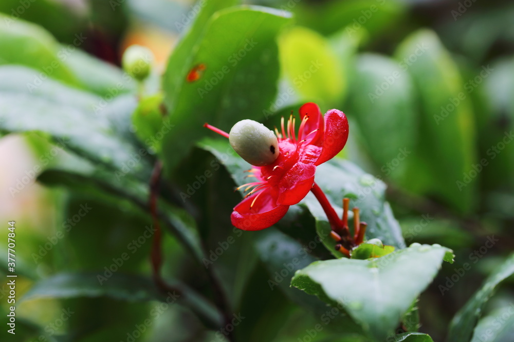 Closeup flower of Ochna kirkii Oliv,Micky mouse tree in the park