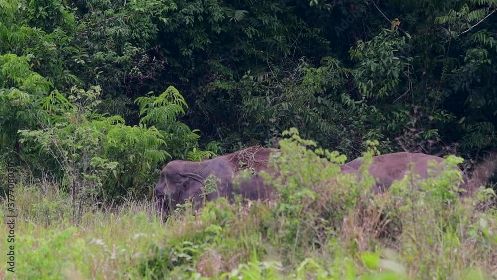 The Asiatic Elephants are endangered species and they are also residents of Thailand; at the national parks they are well protected and that can be seen at the right timing during the day and season. The Asiatic Elephants are endangered species and they are also residents of Thailand; at the national parks they are well protected and that can be seen at the right timing during the day and season.