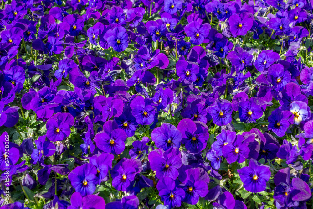 pansy flowers closeup pansy flowers closeup