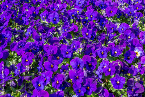 pansy flowers closeup