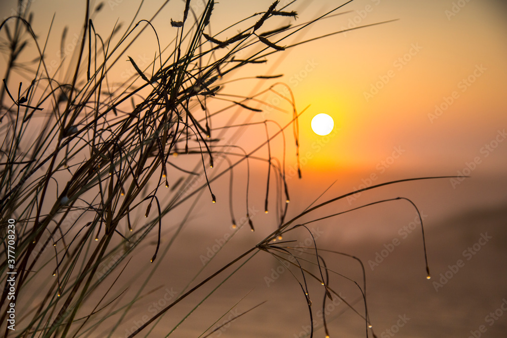 Obraz premium grass in a mist in a desert at sunrise, Dubai
