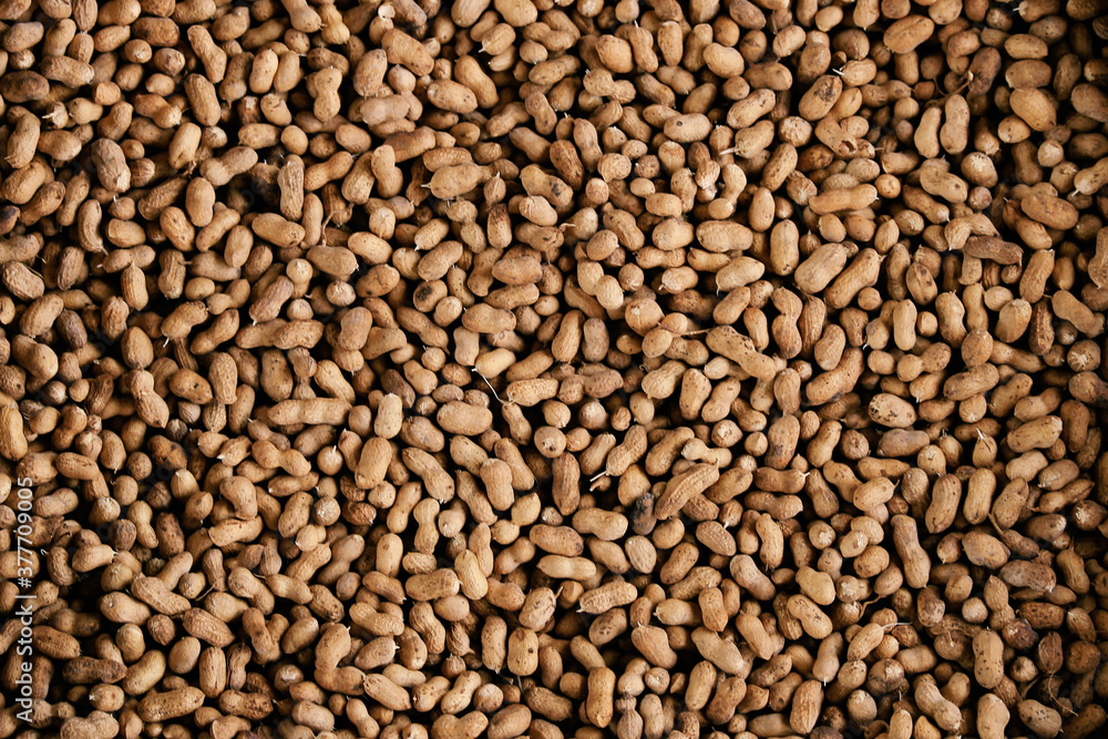 Close-up bean photography picture Close-up bean photography picture