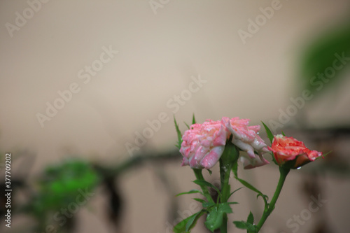 pink flower in the garden