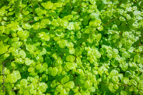 fine green leaves closeup
