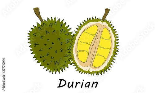 Vector illustration of Black Thorn Durian isolated on white background. Durian is the king of fruit. Tropical fruit in south east asia.