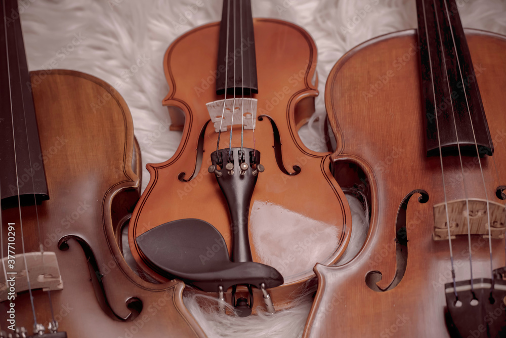 Fototapeta premium Three violins put on background,show detail and different size of acoustic instrument