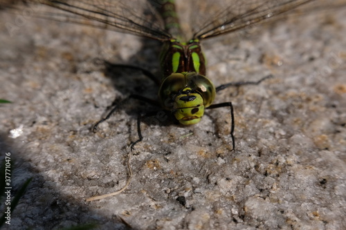 Dragonfly in my yard © RGImages