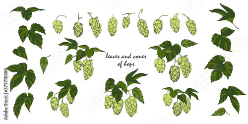 hop leaves and cones set of elemets