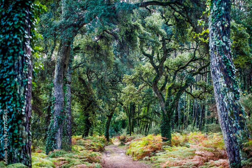 Fototapeta premium magnificent view of the Landes forest in the south west of France