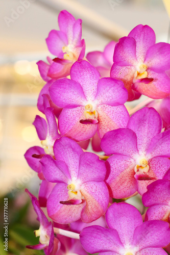 Fototapeta Naklejka Na Ścianę i Meble -  pink orchid flower