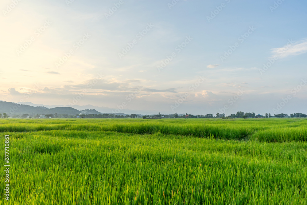 Fototapeta premium Green rice field with mountains at time sunset.