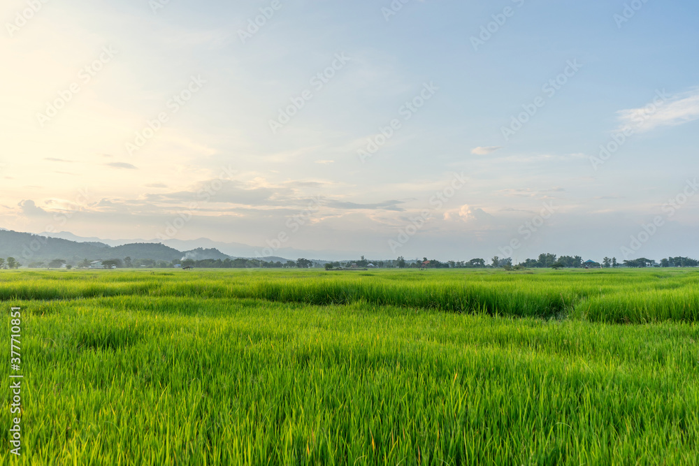 Green rice field with mountains at time sunset.