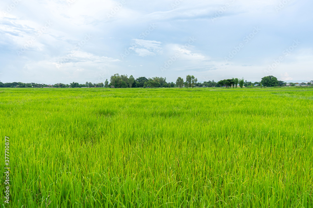 Fototapeta premium Green rice field with mountains at time sunset.