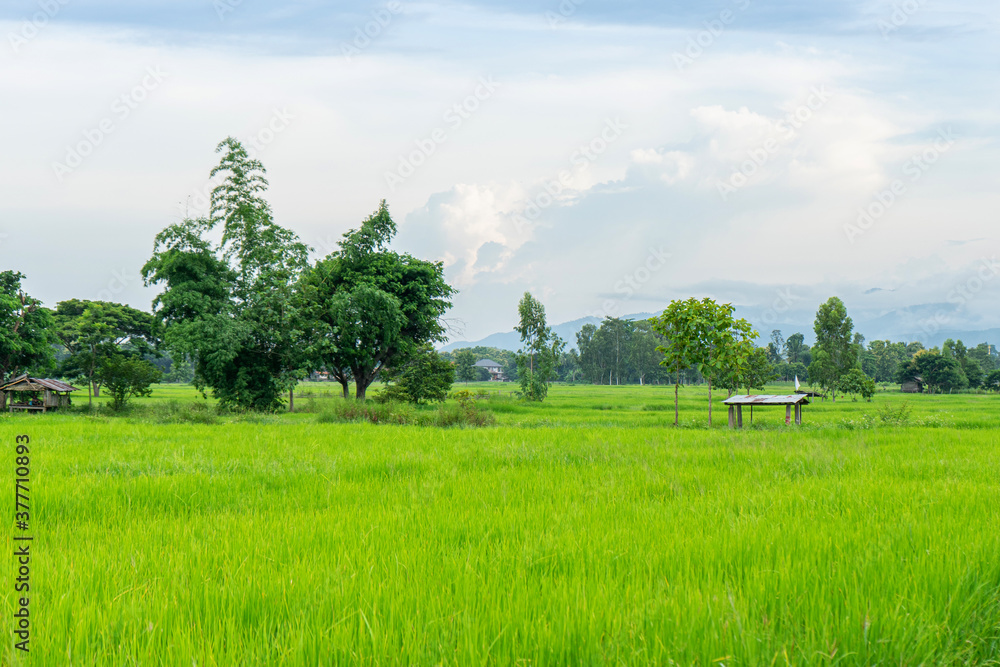 Green rice field with mountains at time sunset. Green rice field with mountains at time sunset.