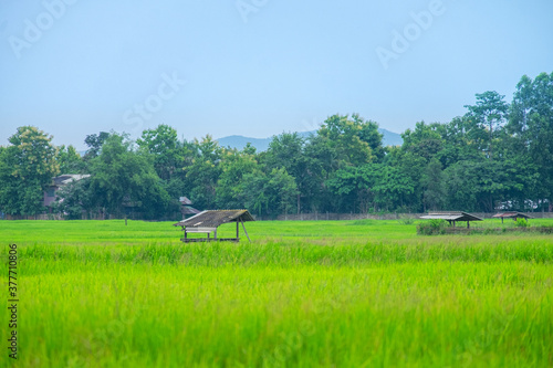 Green rice field with mountains at time sunset. © NewSaetiew