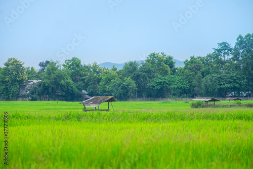 Green rice field with mountains at time sunset.