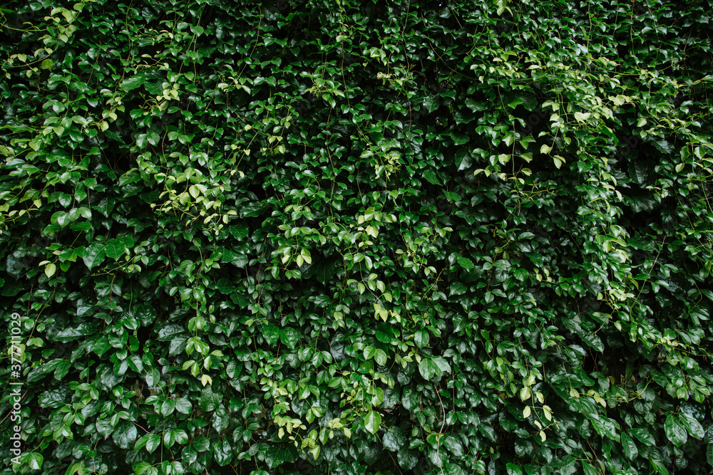 Green fresh leaf texture background. Green leaves pattern on the surface for background Green fresh leaf texture background. Green leaves pattern on the surface for background