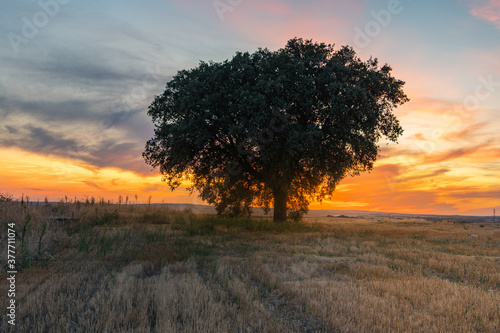 Holm oak in a beautiful sunset in summer