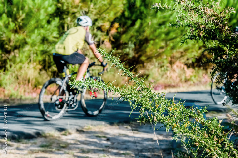 Naklejka premium mature cyclist in the Landes forest