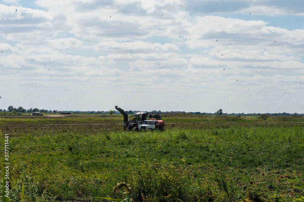Fototapeta premium blue harvester harvests tomatoes in the field