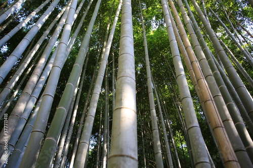 japan kyoto bamboo forest