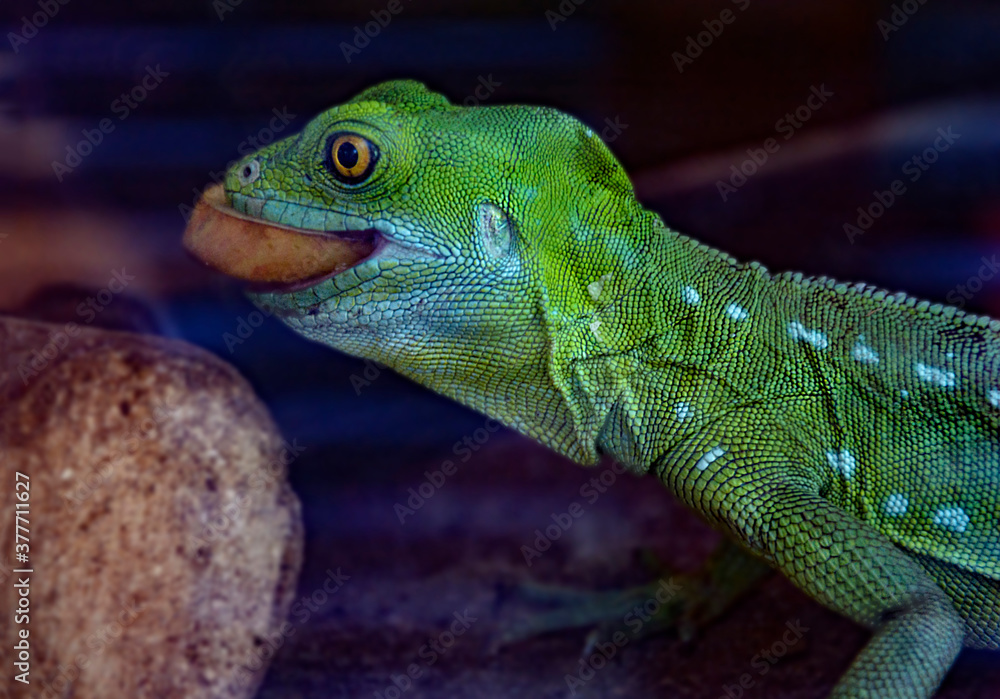 Fototapeta premium Stirnlappen Basilisk