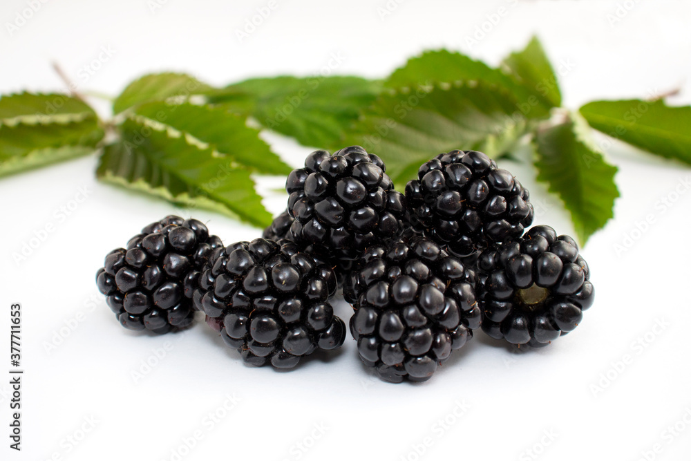 Ripe blackberries on a white background. Green leaves in the background. Ripe blackberries on a white background. Green leaves in the background.
