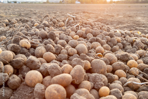 patatos left on field after harvesting the patato filed photo