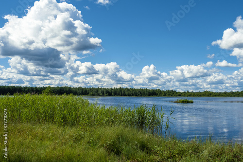 Low and overgrown with tall grass shore of a forest lake.