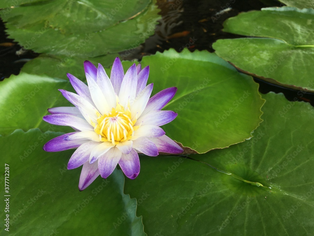 Purple white lotus flower in the pond with lotus leaf Purple white lotus flower in the pond with lotus leaf