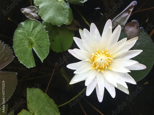 White lotus flower in the pond with lotus leaf